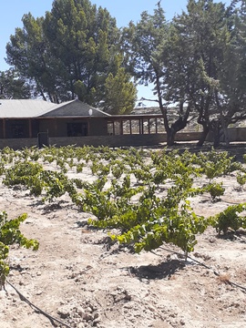 New vineyards in the Eco-Village.