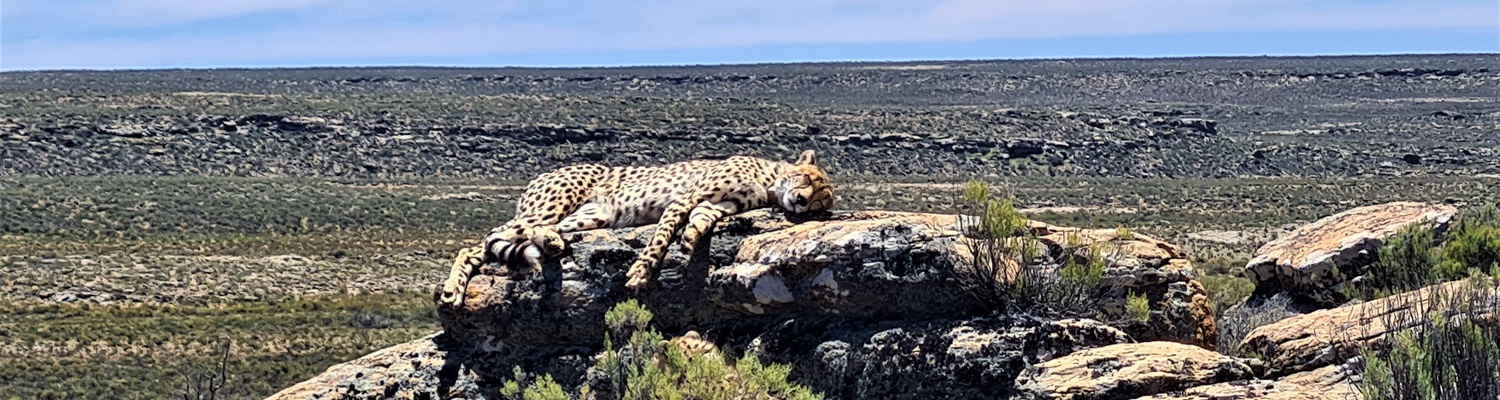 Karoo Cheetahs; Rogge Cloof; Sutherland; Great Karoo