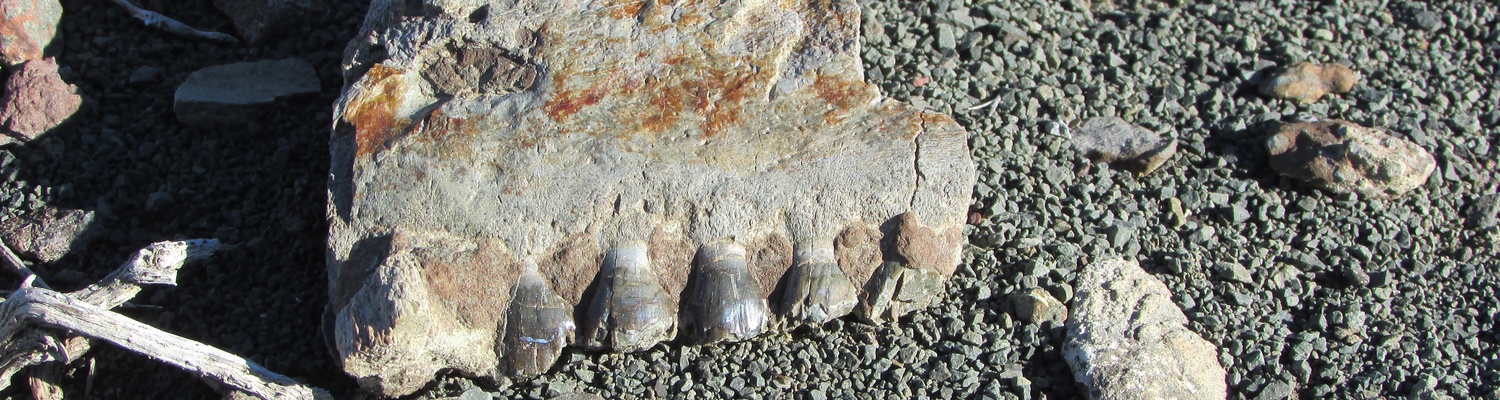 Pareiasaur Teeth